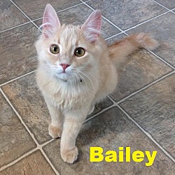 Thumbnail photo of Bailey - Adopted March 2016 #1