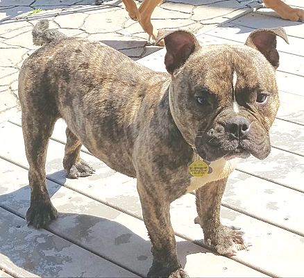 french bulldog mixed with english bulldog