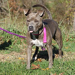 Thumbnail photo of Snickers (Spayed) #2