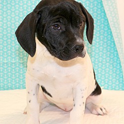 Thumbnail photo of Jersey~adopted! #3