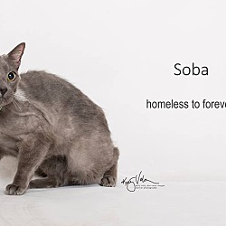 Photo of Soba