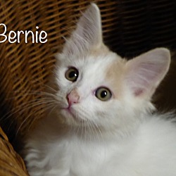 Thumbnail photo of Bernie #1