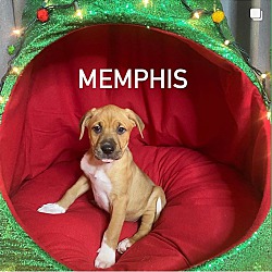 Photo of Memphis