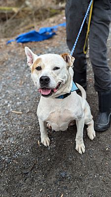 Pottsville, PA - Akita/American Pit Bull Terrier. Meet Saki a Pet for