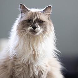 Birman Kittens for Sale - Adoptapet.com