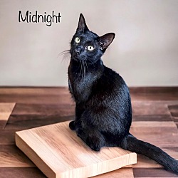 Thumbnail photo of Midnight #2