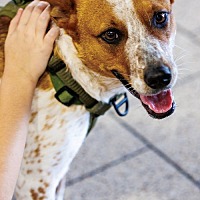 adopt a pet