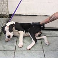 adopt a pet