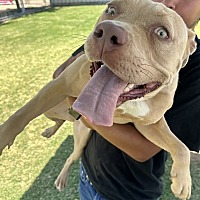 adopt a pet