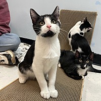 adopt a pet