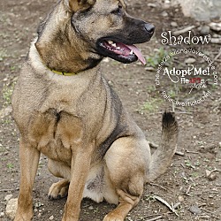 Thumbnail photo of Shadow #2