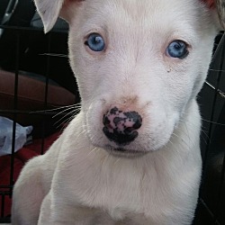 Thumbnail photo of Sitka~adopted! #1