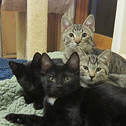 Photo of 4 social, lovable kittens