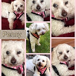 Thumbnail photo of PENNY in RHODE ISLAND #3