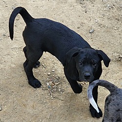 Photo of Scout (Patriotic Pups)