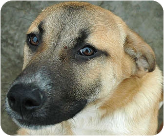 english mastiff german shepherd