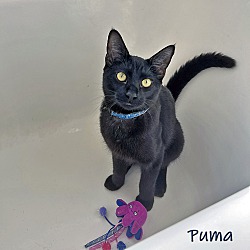 Thumbnail photo of Puma #1