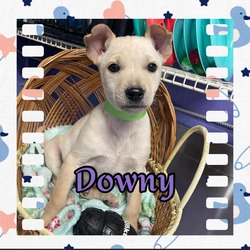 Photo of Downy