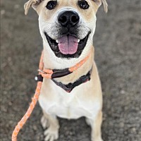 adopt a pet