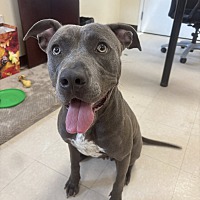 adopt a pet