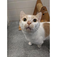 adopt-pet