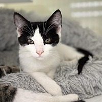 adopt a pet