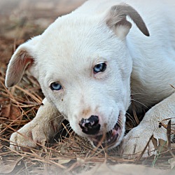Thumbnail photo of Sitka~adopted! #3