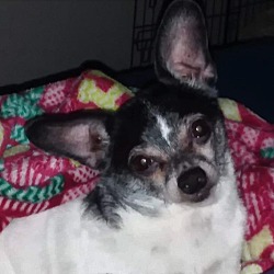 Open Arms Small Dog Rescue In Palm Coast Florida