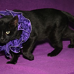 Photo of Onyx (Neutered) In Foster Care