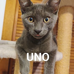 Thumbnail photo of Uno #3