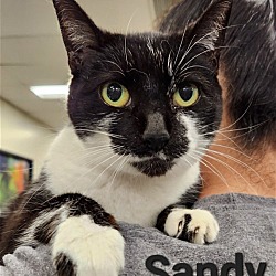 Thumbnail photo of Sandy #1