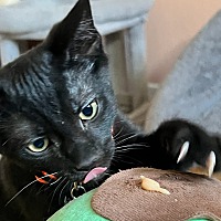 adopt a pet