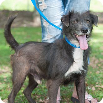 fox terrier shepherd mix