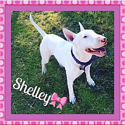 Thumbnail photo of Shelley #2