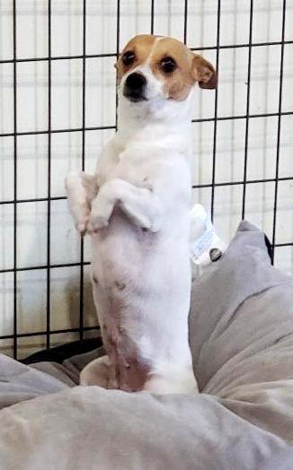 chestnut hill jack russell terriers