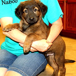 Thumbnail photo of Naboo~adopted! #1