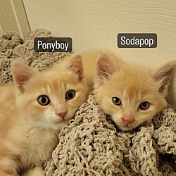 Photo of SodaPop& Ponyboy