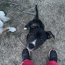 Photo of Petunia (Linda’s litter)