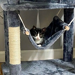 Photo of Harrison KITTEN