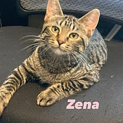 Photo of Zena