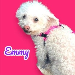 Photo of Emmy - Hold