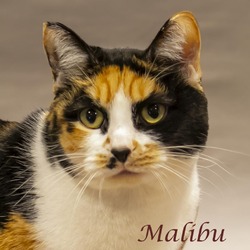 Thumbnail photo of Malibu (C24-026) #2