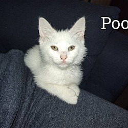 Photo of Poof
