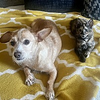 adopt a pet