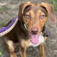adopt a pet