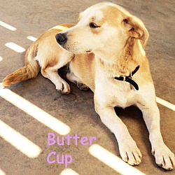 Thumbnail photo of Butter Cup #1