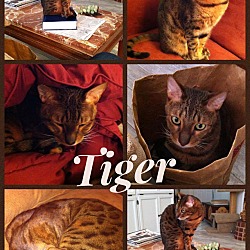 Thumbnail photo of Tiger #2
