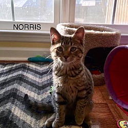 Photo of Norris