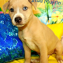 Thumbnail photo of Stud Muffin~adopted! #1
