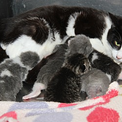 Thumbnail photo of Matilda & Kittens/Mother FIV+ #3